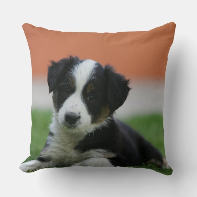 6 Wochen-alte Border-Collie Kissen (Vorderseite)
