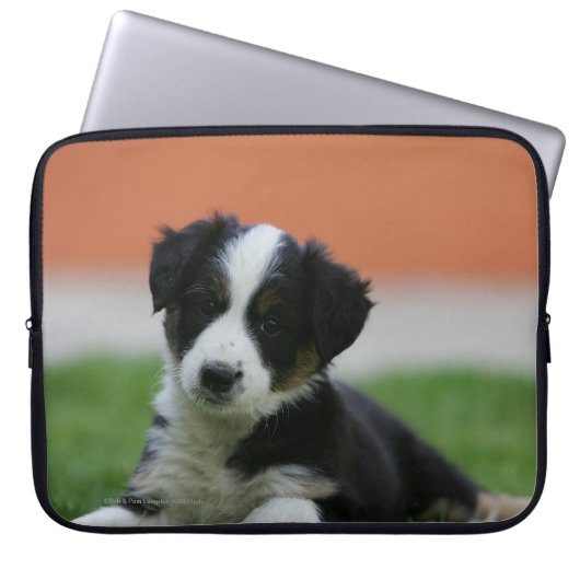 6 Wochen-alte Border-Collie Laptopschutzhülle (Vorderseite)