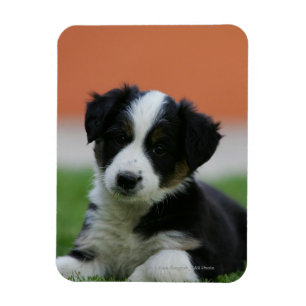 6 Wochen-alte Border-Collie Magnet