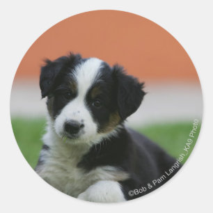 6 Wochen-alte Border-Collie Runder Aufkleber