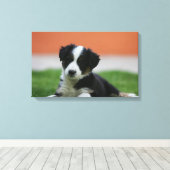 6 Wochen alter Grenzübergang Collie Leinwanddruck (Insitu (Holzboden))