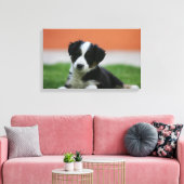 6 Wochen alter Grenzübergang Collie Leinwanddruck (Insitu (Wohnzimmer))