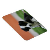 6 Wochen alter Grenzübergang Collie Magnet (Rechte Seite)