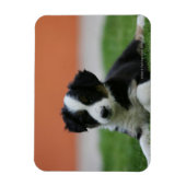 6 Wochen alter Grenzübergang Collie Magnet (Vertikal)