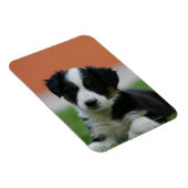 6 Wochen alter Grenzübergang Collie Magnet (Rechte Seite)
