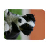 6 Wochen alter Grenzübergang Collie Magnet (Horizontal)