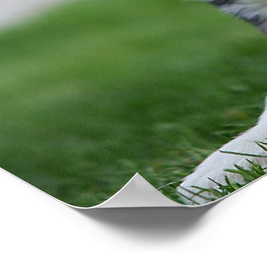 6 Wochen alter Grenzübergang Collie Poster (Ecke)