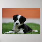 6 Wochen alter Grenzübergang Collie Poster (Vorne)