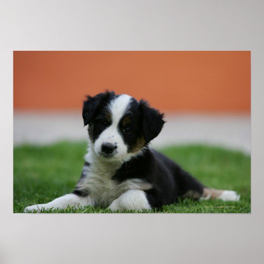 6 Wochen alter Grenzübergang Collie Poster (Vorne)