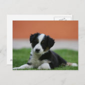 6 Wochen alter Grenzübergang Collie Postkarte (Vorne/Hinten)