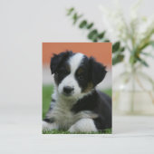 6 Wochen alter Grenzübergang Collie Postkarte (Stehend Vorderseite)