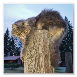 6"x6"-Foto drucken Katze Fotodruck