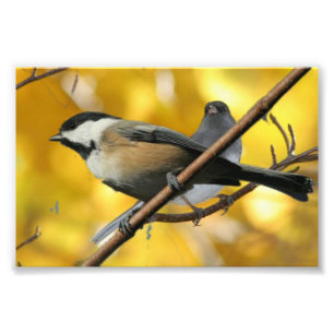 6" x 4", berufliches Foto-Papier Kodaks (Satin) Fotodruck