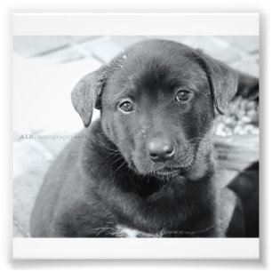 6" x 4", berufliches Foto-Papier Kodaks (Satin) Fotodruck