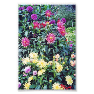 6 x 4 Foto-Blume Fotodruck