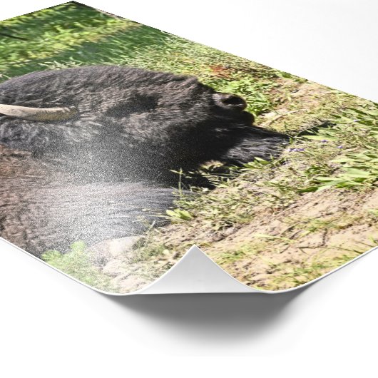 6 x 4 Foto Büffel (Ecke)