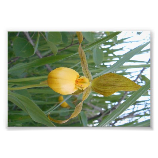 6 x 4 Foto drucken (Vorne)