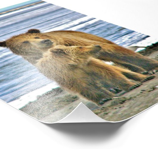 6 x 4 Foto Grizzlybär (Ecke)