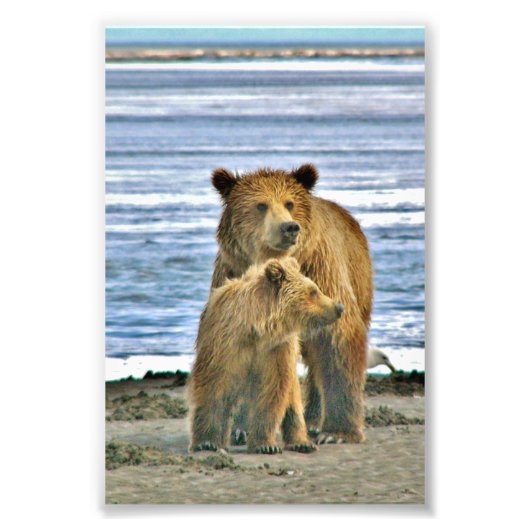 6 x 4 Foto Grizzlybär (Vorne)