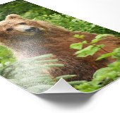 6 x 4 Foto Grizzlybär (Ecke)