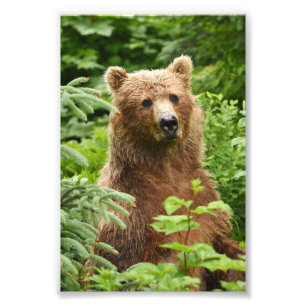 6 x 4 Foto Grizzlybär