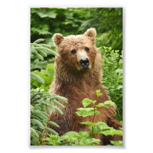 6 x 4 Foto Grizzlybär (Vorne)