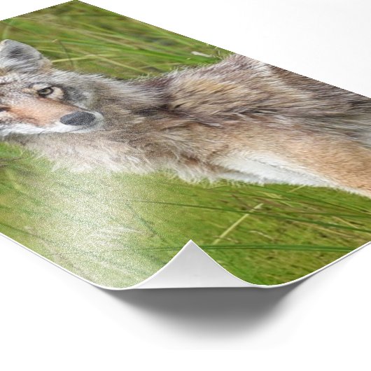 6 x 4 Foto-Kojot Fotodruck (Ecke)