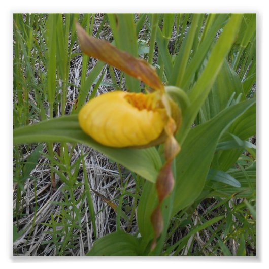 6 x 6 Foto drucken (Vorne)