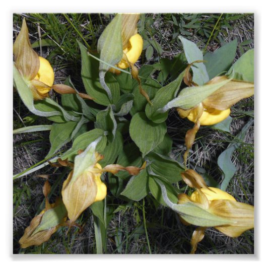 6 x 6 Foto drucken (Vorne)