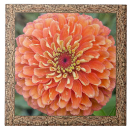 6"x 6" Keramik Tile mit atemberaubendem Orange Zin Fliese
