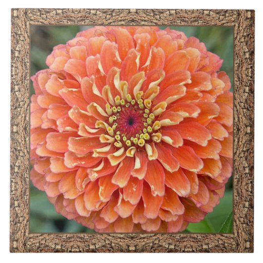 6"x 6" Keramik Tile mit atemberaubendem Orange Zin Fliese (Vorderseite)