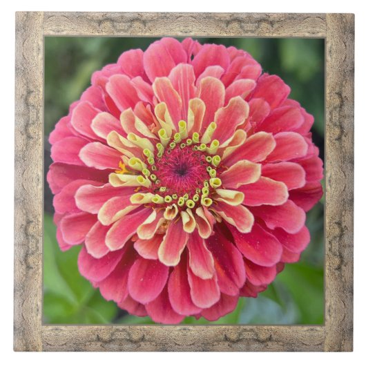 6"x 6" Keramik Tile mit auffallend rosa Zinnia Fliese (Vorderseite)