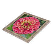 6"x 6" Keramik Tile mit auffallend rosa Zinnia Fliese (Seite)