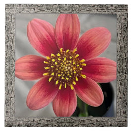 6"x 6" Keramik Tile mit beeindruckender Siena Dahl Fliese