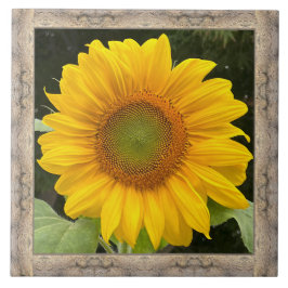 6"x 6" Keramik Tile mit fröhlicher Gelbblüte Fliese