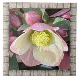 6"x 6" Keramik Tile mit hübsch rosa Hellebore Fliese
