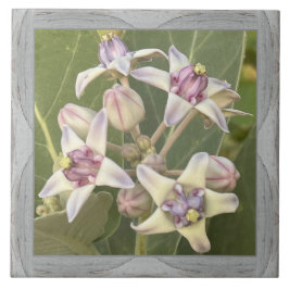 6"x 6" Keramik Tile mit liebevoller Crown-Blume Fliese