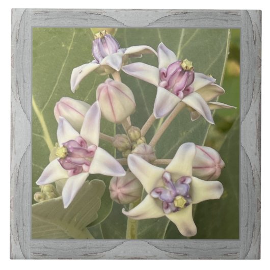 6"x 6" Keramik Tile mit liebevoller Crown-Blume Fliese (Vorderseite)