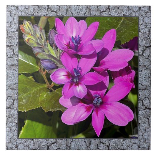 6"x 6" Keramik Tile mit Magenta Baboon Blume Fliese (Vorderseite)