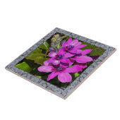6"x 6" Keramik Tile mit Magenta Baboon Blume Fliese (Seite)
