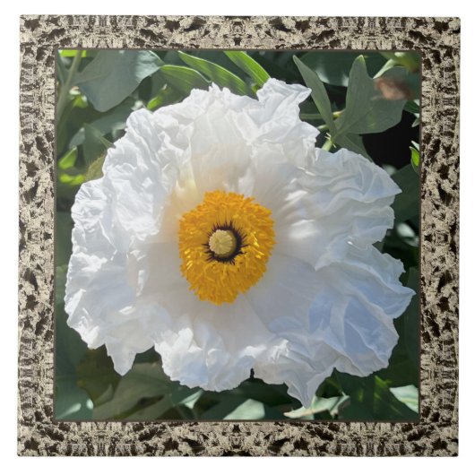6"x 6" Keramik Tile mit Matilija Poppy Fliese (Vorderseite)