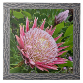 6"x 6" Keramik Tile mit schönem rosa Protea Fliese