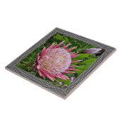 6"x 6" Keramik Tile mit schönem rosa Protea Fliese (Seite)