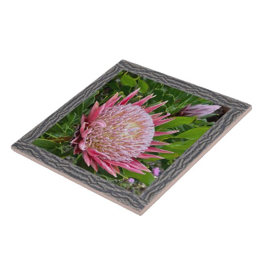 6"x 6" Keramik Tile mit schönem rosa Protea Fliese (Seite)