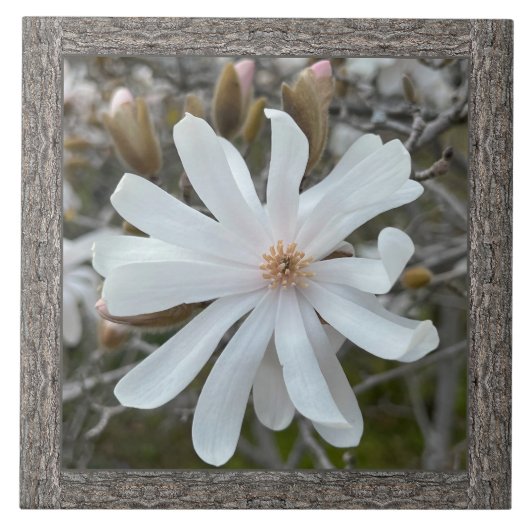 6"x 6" Keramik Tile mit schönem weißem Magnolium Fliese (Vorderseite)
