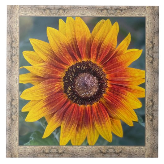 6"x 6" Keramik Tile mit Susie's Sonnenblume Fliese (Vorderseite)