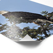 6x4 Foto Adler (Ecke)