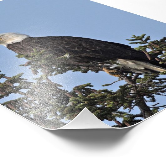 6x4 Foto Adler (Ecke)