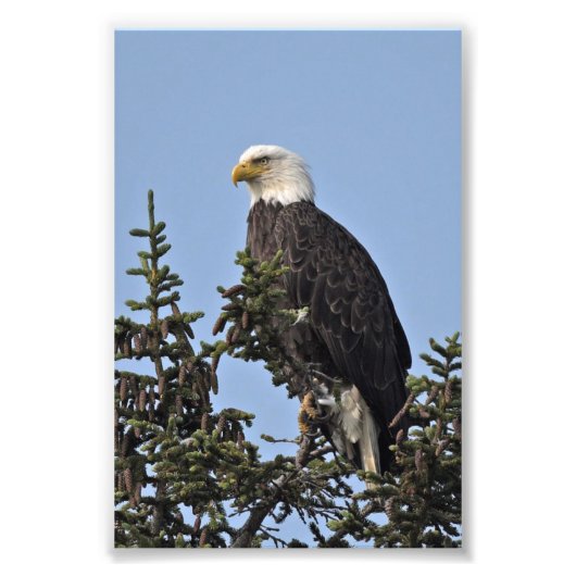 6x4 Foto Adler (Vorne)