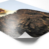 6x4-Foto-Adler Fotodruck (Ecke)